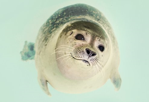 绞股蓝的生物学特征和栽培技术