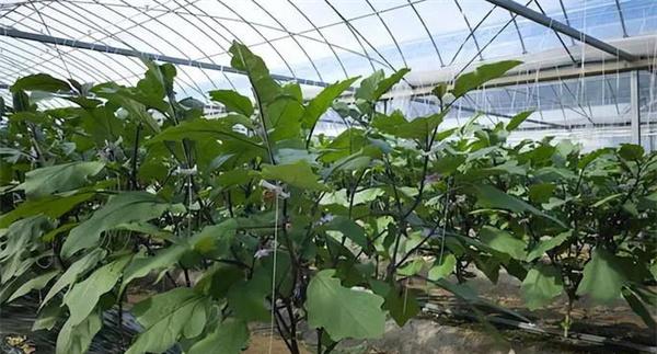 大棚茄子冬春茬定植后如何管理