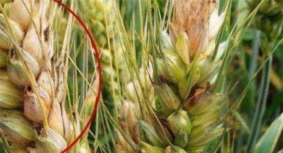 小麦赤霉病的预防措施