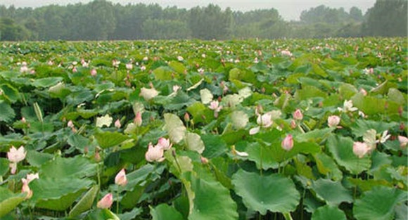 湘莲种植方法