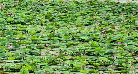 除草及肥水管理