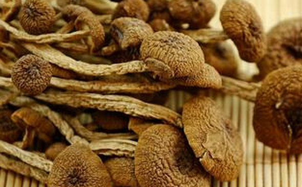 茶树的作用与功效
