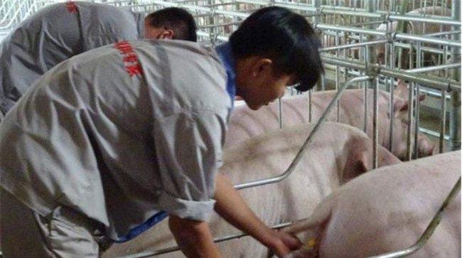 母猪子宫内膜炎的预防措施有哪些