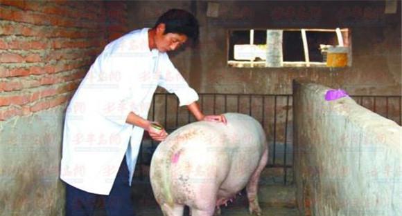 输精时间如何掌握