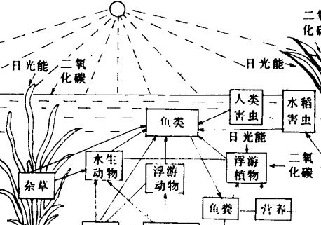 如何养鱼
