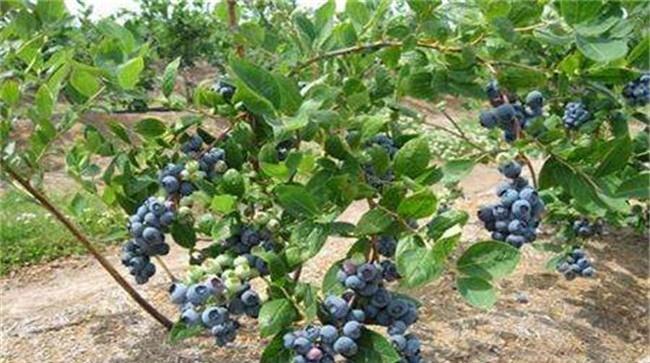 蓝莓种植技术要点