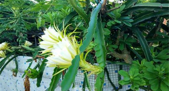 火龙果花期的管理