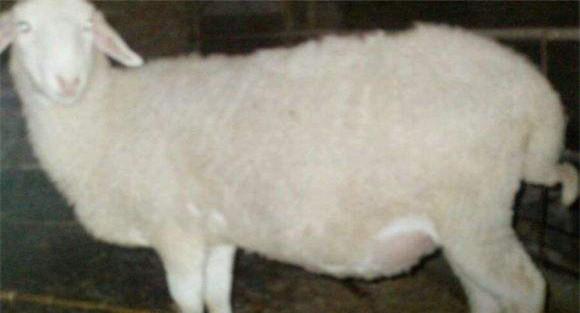 羊瘤胃积食的主要症状