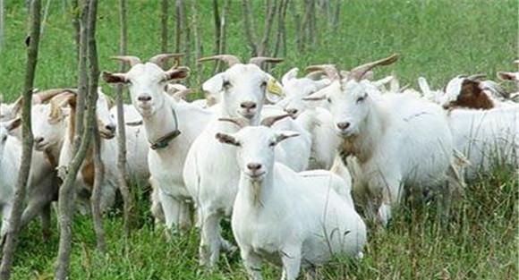 羊瘤胃积食怎么治疗