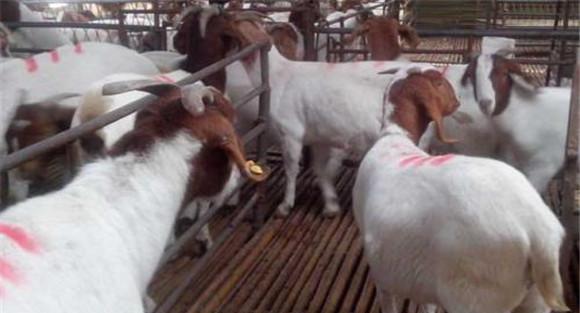 羊瘤胃积食的发病原因