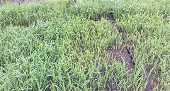 水稻僵苗常见的几种类型