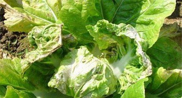大白菜病毒病如何防治
