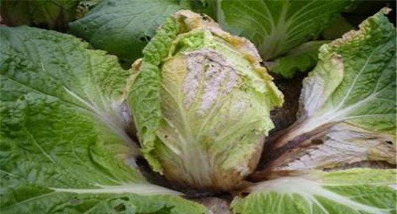 大白菜软腐病如何防治