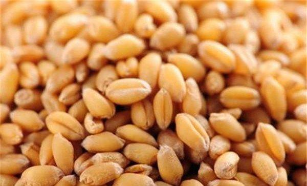 小麦种子冷冻还能发芽吗