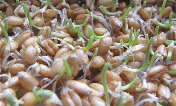 小麦种子发芽需要什么条件