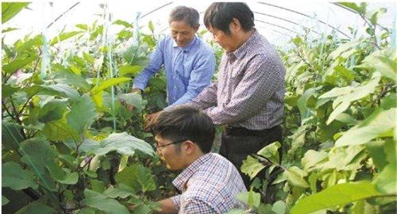 茄子再生栽培技术要点