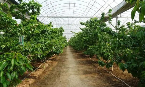 果树设施栽培怎样人工控制休眠