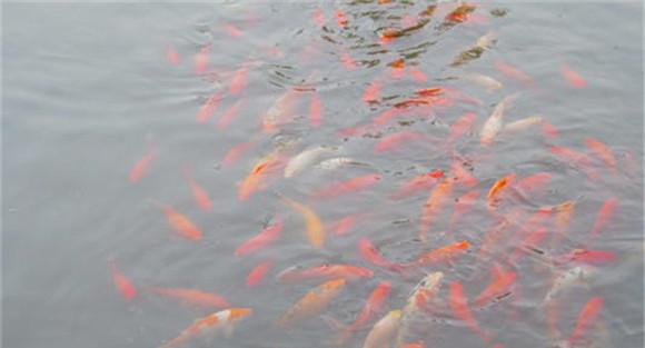 养殖金鱼如何换水