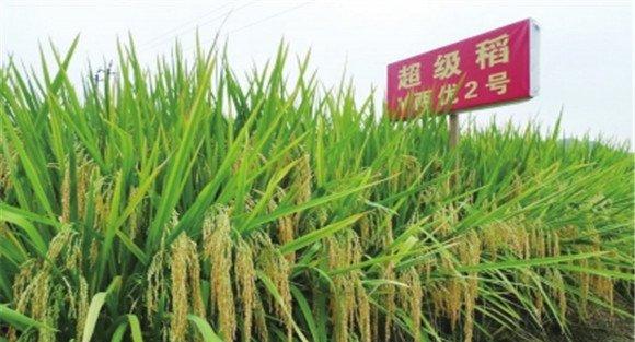 超级水稻免耕抛秧栽培技术