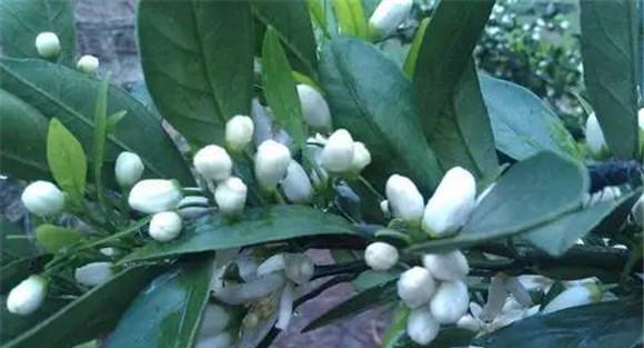 柑橘的促花技术要点
