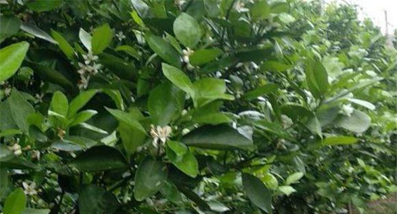 柑橘的保花保果措施