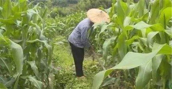 玉米育苗移栽的好处