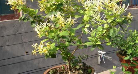 盆栽金银花的养殖方法