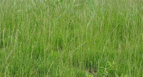 黑麦草的生物学特性