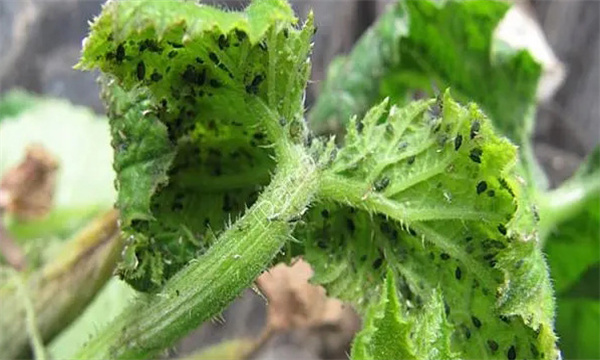 瓜蚜的为害症状与发生规律