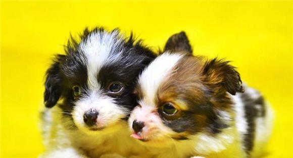 为什么要给幼犬补喂饲料