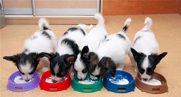 如何给幼犬补喂饲料