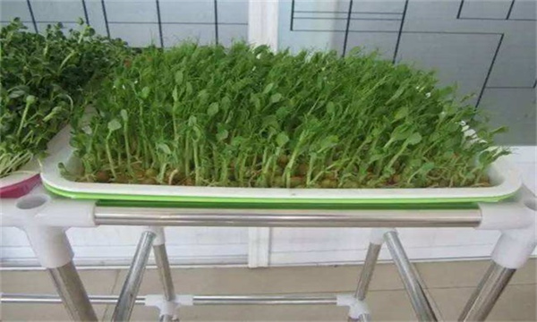 豌豆芽苗菜怎么种