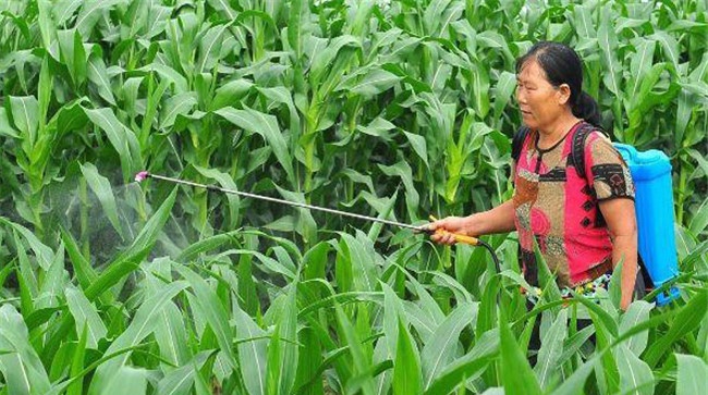 如何对玉米进行叶面喷肥