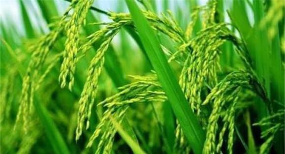 水稻胡麻叶枯病的防治方法