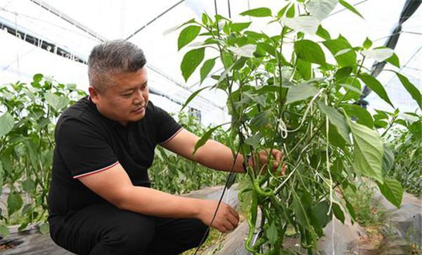 辣椒采摘前后如何管理