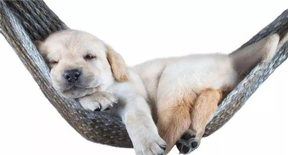怎样做好犬的日常管理工作