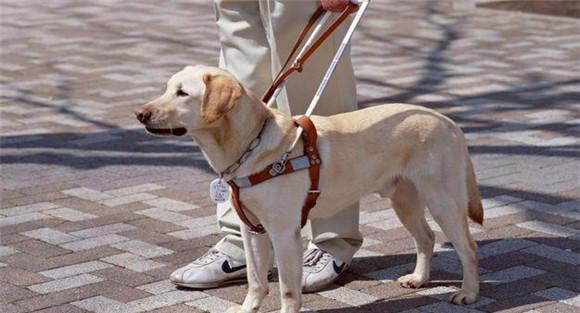 适量增加犬的运动