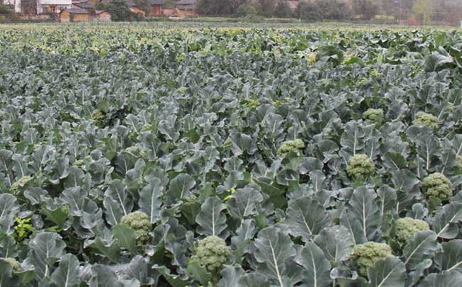 绿菜花（西兰花）高产栽培技术简介