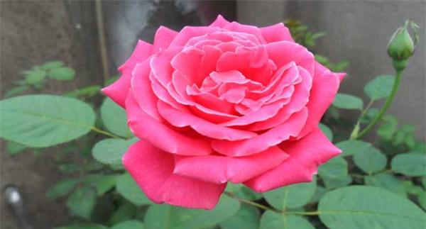 月季花叶子发黄怎么办