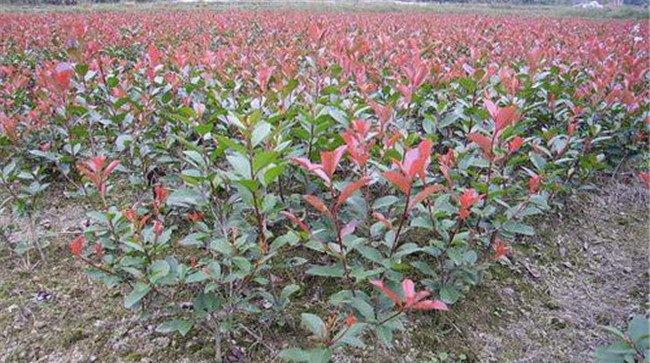 红楠是红叶石楠吗