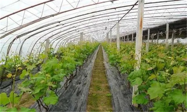 葡萄设施栽培果实发育期怎样管理