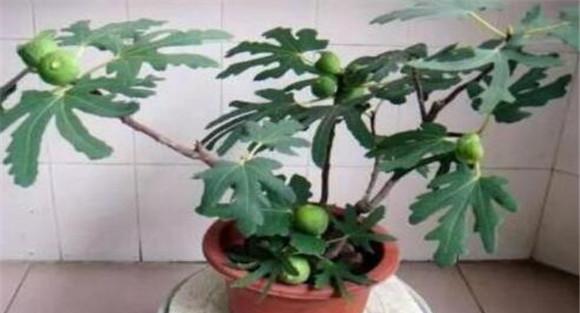 盆栽无花果的修剪目标