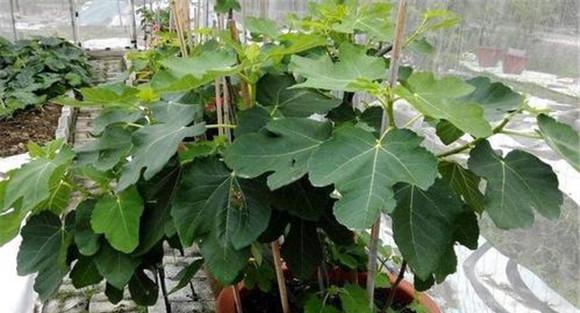 盆栽无花果什么时候修剪