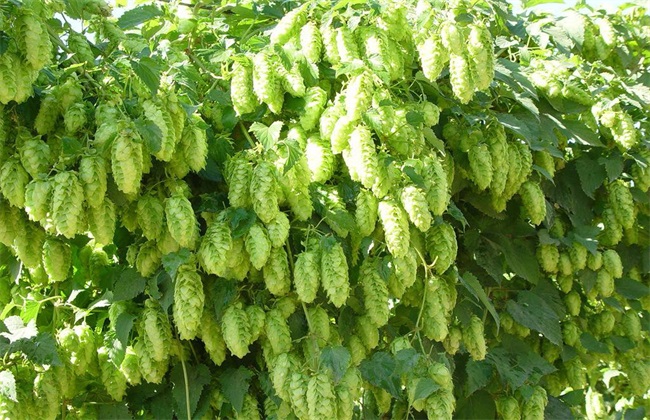 啤酒花的种植技术要点