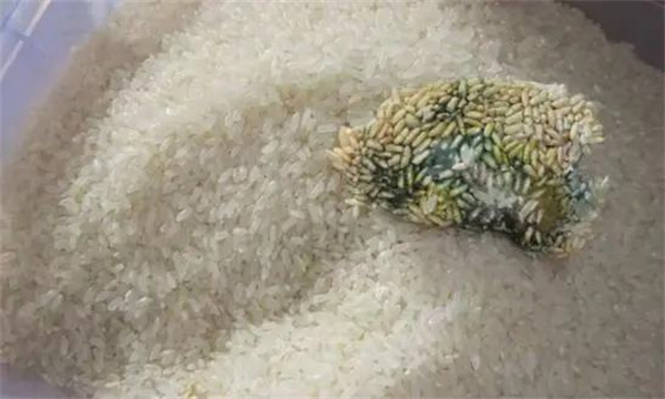 引起稻谷（大米）变质的原因有哪些