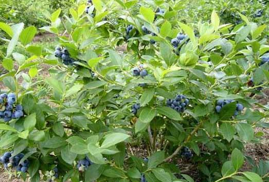 蓝莓种植技术