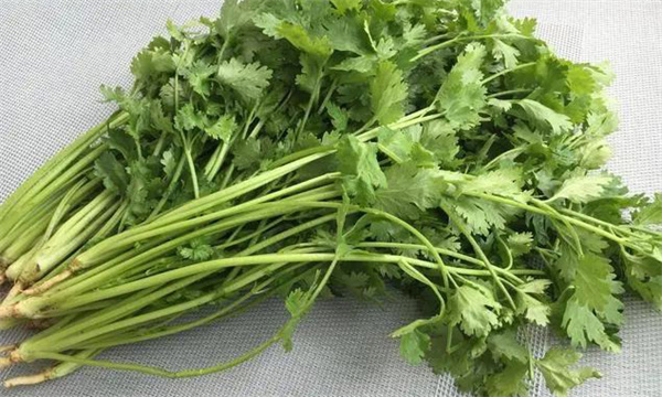 香菜保鲜