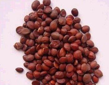 酸枣仁的功效与作用