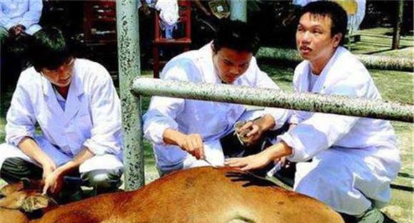 牛瘤胃鼓气的治疗措施
