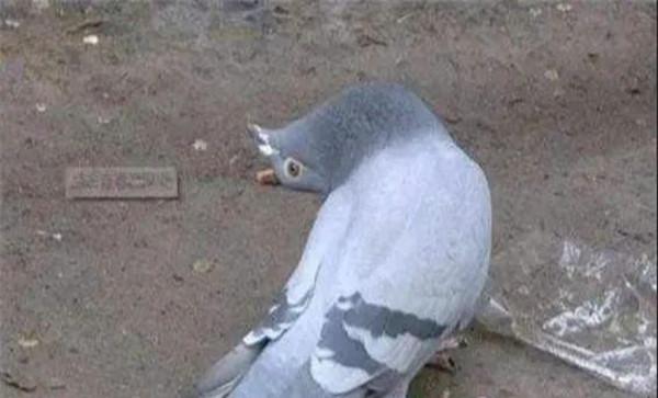 信鸽歪头病的救治